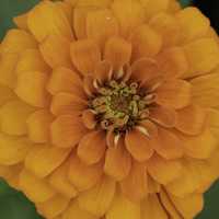 Blooming flower of an Orange Flower