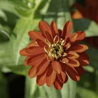 Blooming red flower in full bloom free image