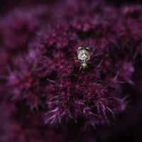 Bug on purple flower