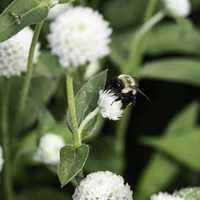 Bumblebee on white flowers free image
