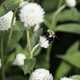 Bumblebee on white flowers