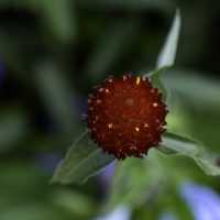 Deep red flower closeup