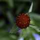 Deep red flower closeup