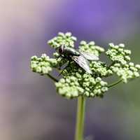 Fly sitting on a plant