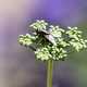 Fly sitting on a plant