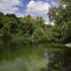 Lakeshore, green water, trees, and nature