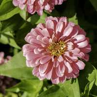 Pink flower in full bloom free image