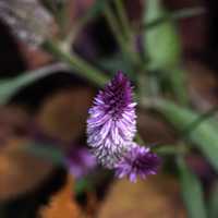 Purple Flower Macro in the Gardens