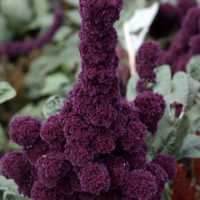 Purple Fuzzy Flowers on the plant stalk