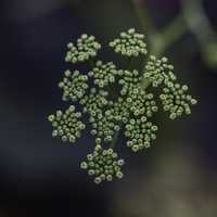 Seed pods on a plant free image
