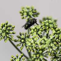 Side View of fly on plants free image