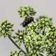 Side View of fly on plants