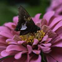 Violet flowers with black butterfly