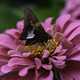 Violet flowers with black butterfly