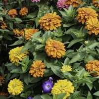 Yellow and Orange flowers in the garden