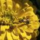 Yellow beetle on yellow flower