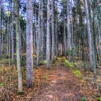 Forest path at sunset at Kettle Moraine North, Wisconsin