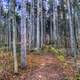 Forest path at sunset at Kettle Moraine North, Wisconsin