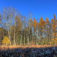 Trees un the autumn at Kettle Moraine North, Wisconsin