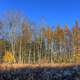 Trees un the autumn at Kettle Moraine North, Wisconsin