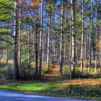 Woods and trees at Kettle Moraine North, Wisconsin