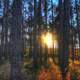 Sun setting through trees at Kettle Moraine North, Wisconsin