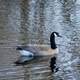 Canadian Geese at Kettle Moraine South, Wisconsin