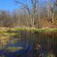 The Swamp at Kettle Moraine South, Wisconsin