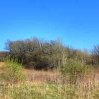 Trees and shrubs at Kettle Moraine South, Wisconsin