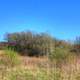 Trees and shrubs at Kettle Moraine South, Wisconsin