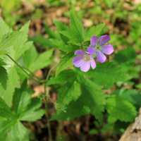 Purple Flowers at Kinnickinnic State Park, Wisconsin