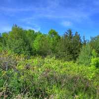 Trees under blue skies at Kinnickinnic State Park, Wisconsin