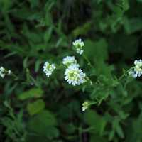 White Flowers at Kinnickinnic State Park, Wisconsin