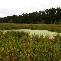 Algae filled pond