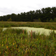 Algae filled pond