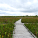 Crosswalk crossing in the marsh