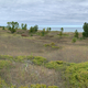 Sand Dunes, Grasses, and Trees by Lake Michigan