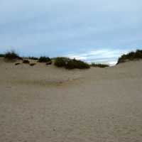 Looking past a dune at Kohler-Andrae State Park, Wisconsin