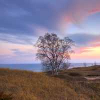 Skies over the tree at Kohler-Andrae State Park, Wisconsin