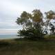 Tree to Lake Michigan at Kohler-Andrae State Park, Wisconsin