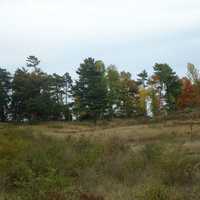 Trees in Autumn at Kohler-Andrae State Park, Wisconsin