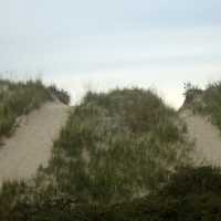 Windswept Dune at Kohler-Andrae State Park, Wisconsin