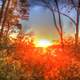 Sun through the trees at Lake Geneva, Wisconsin