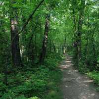 Hiking Path at Lapham Peak State Park, Wisconsin