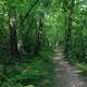 Hiking Path at Lapham Peak State Park, Wisconsin