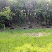 Pond and Forest at Lapham Peak State Park, Wisconsin