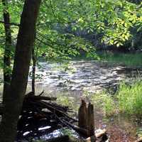 Pond at Lapham Peak State Park, Wisconsin