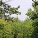 Through the Trees at Lapham Peak State Park, Wisconsin