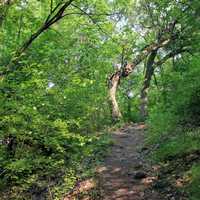 Uphill Trail at Lapham Peak State Park, Wisconsin