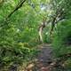 Uphill Trail at Lapham Peak State Park, Wisconsin